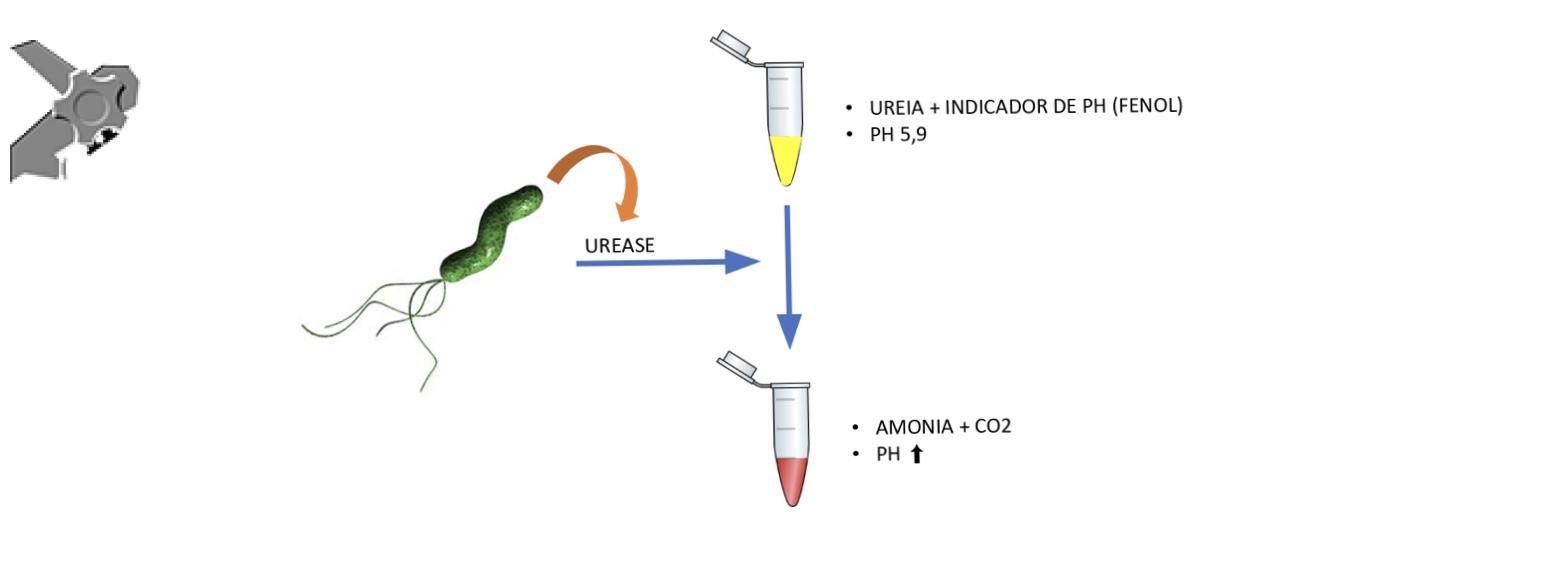 teste da urease